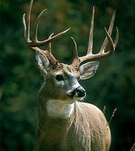 deer-featured