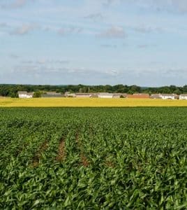 Two-thirds of the panorama of Monroe County field crops is seen here, with corn, planted this spring, emerging dark green in the foreground, and winter wheat, planted last fall, turning from green to light green and then yellow beyond it toward the Vandebrook subdivision off Route 3 in Waterloo.