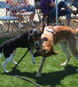 Helping Strays dogs got some fresh air and playtime when Dogs Playing for Life instructors visited the new shelter June 17 to demonstrate their approach to dog training for the benefit of Helping Strays volunteers. Pictured, two Helping Strays dogs wrestle as a form of play. (Sean McGowan photo)