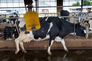It’s not a “cow washer,” but this rotating brush springs into action when a cow rubs against it, helping scratch a back or ear – whatever the cow desires. (Alan Dooley photo)