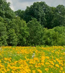 Clifftop has planted nearly 300 acres of the Paul Wightman Subterranean Nature Preserve with native grasses and flowers. Trails on the preserve wind through the prairie and oak-hickory savannah restoration, and through woodlands and past numerous sinkhole ponds. (submitted photo)