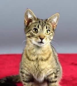Laverne
