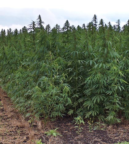 Concern locally over  cannabis legalization
