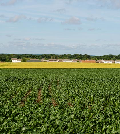 Two-thirds of the panorama of Monroe County field crops is seen here, with corn, planted this spring, emerging dark green in the foreground, and winter wheat, planted last fall, turning from green to light green and then yellow beyond it toward the Vandebrook subdivision off Route 3 in Waterloo.  