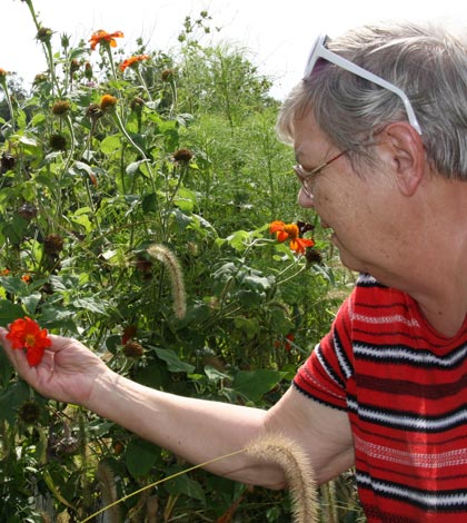 Gerry Dickneite closely examines a bloom from the Mexican Sunflower plant. The nectar from its flower is a favorite of Monarch butterflies. (Kermit Constantine photo)