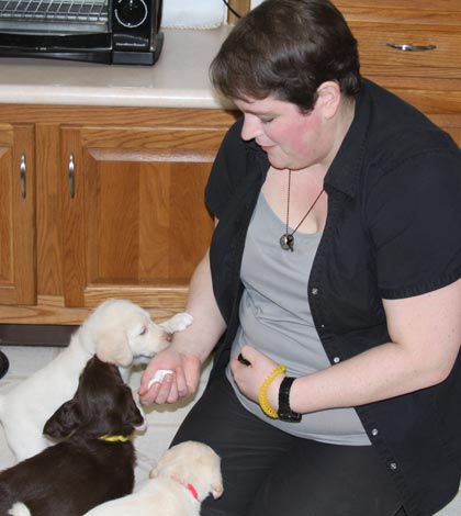 Mary McNeight recently brought her years of experience in medical alert service dog training to Monroe County. Pictured, McNeight trains a few of the puppies she is socializing on detecting the scent of low blood sugar in a person with diabetes. (Sean McGowan photo)