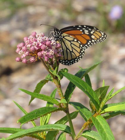 Monarch conservation efforts continue in county
