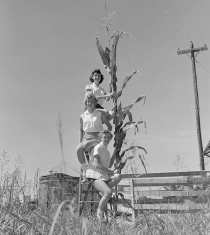 From the Aug, 29, 1956 issue of the Waterloo Republican, the “tallest stalk of corn at the fair was brought in by Harold Mehrtens. Measuring 13.5 feet, the stalk towers above Marlene Schaefer, Susan Jung and Doris Wienhoff, seated (top to bottom) on a ladder.” (Bob Voris photo)