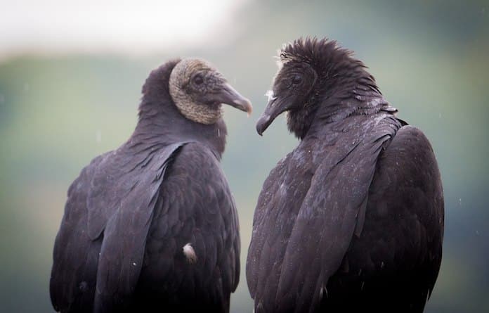 2880px-Black_Vultures_(Coragyps_atratus)_(21519728296)