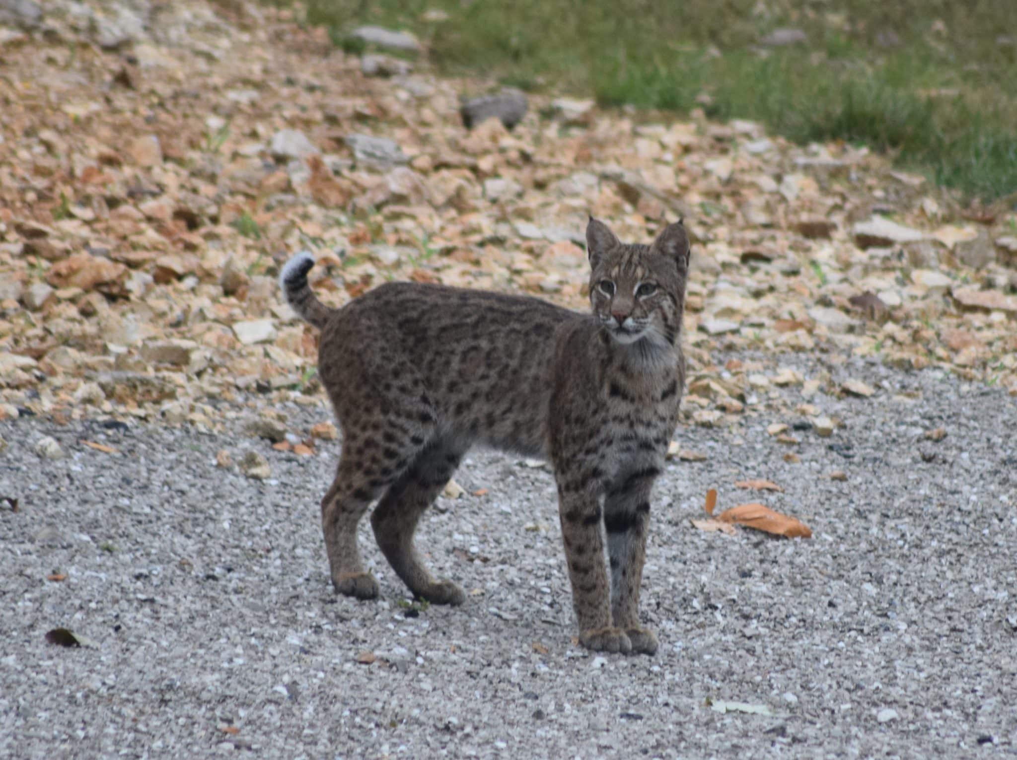 Bobcat Illinois' Native Cat RepublicTimes News