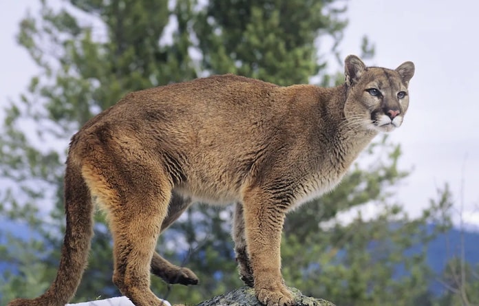 Possible mountain lion sighting in Columbia