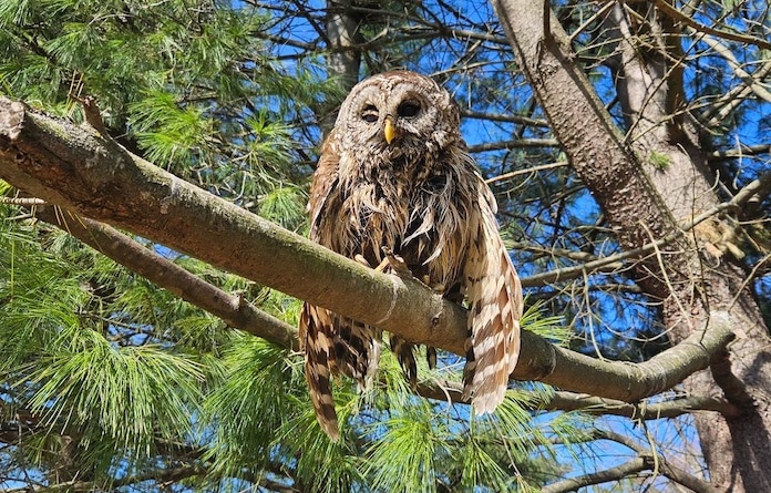 owl in tree