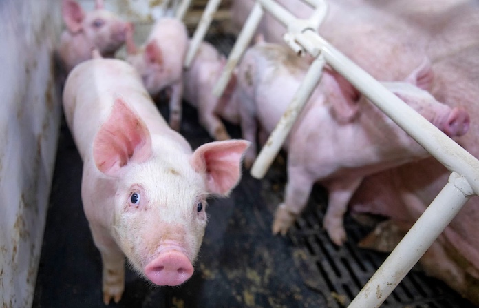 Robust pig supply to start year